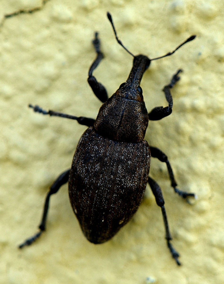 Curculionidae 2 - Lepyrus armatus