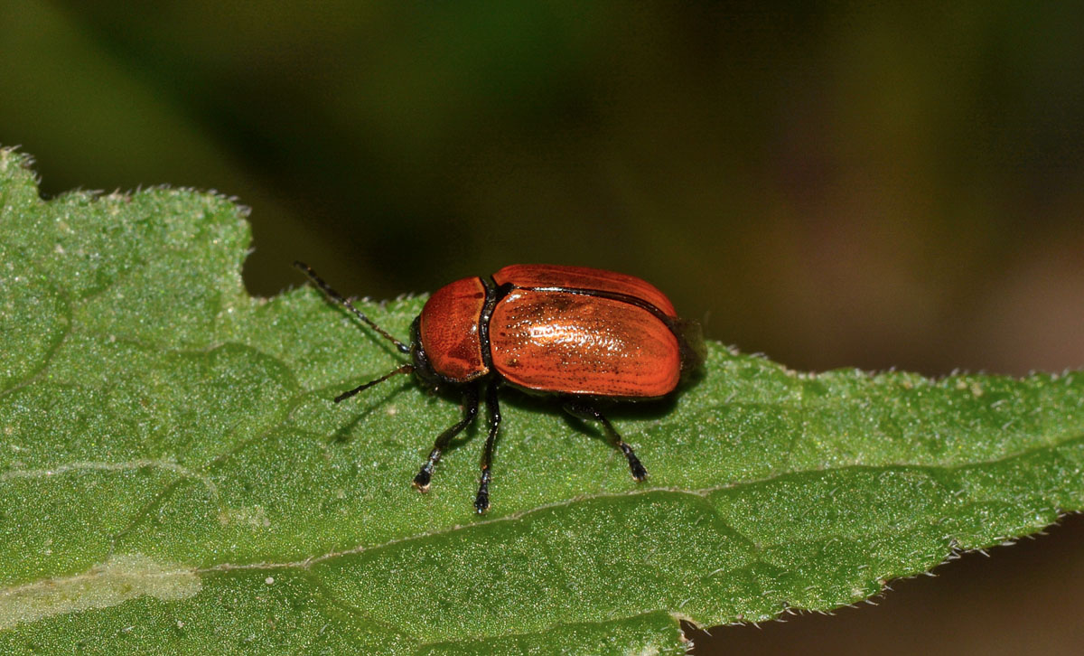 femmina di Cryptocephalus coryli, Chrysomelidae