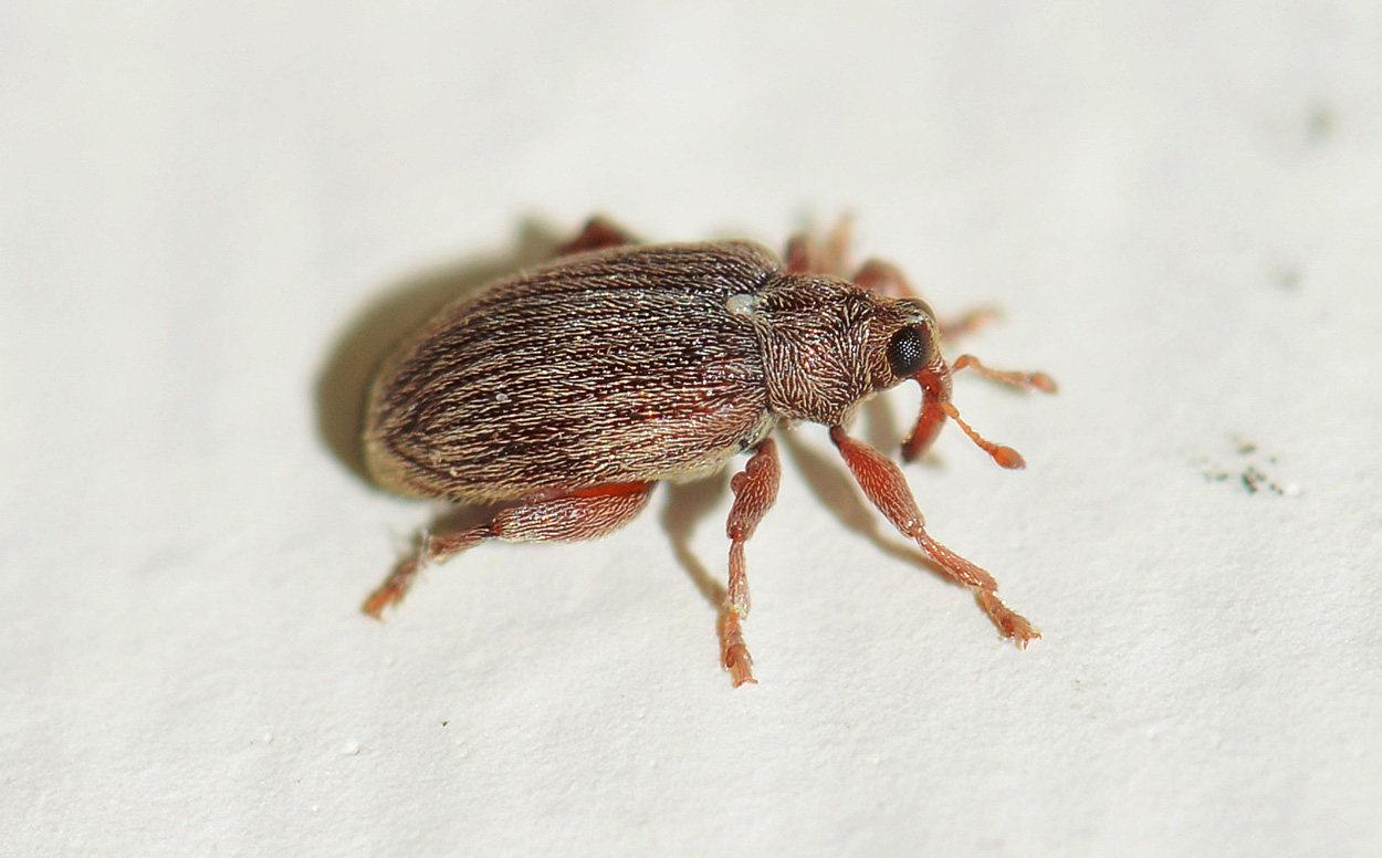 Curculionidae:  Orchestes testaceus