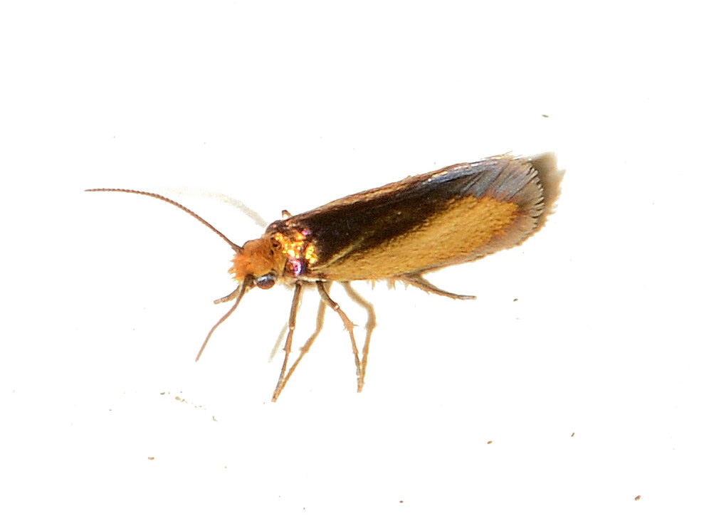 piccola d''oro - Micropterix  aruncella