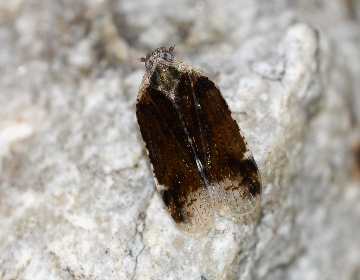 Cixiidae
