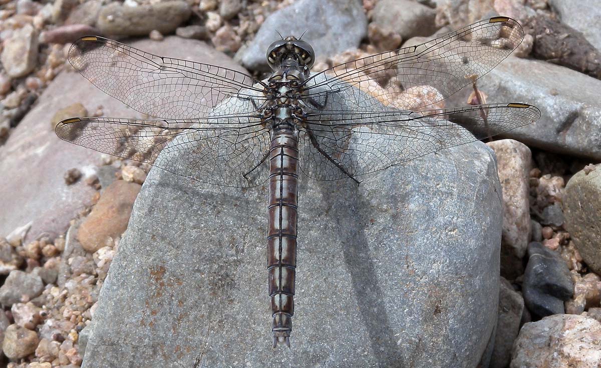 In Sardegna: Orthetrum brunneum cycnos