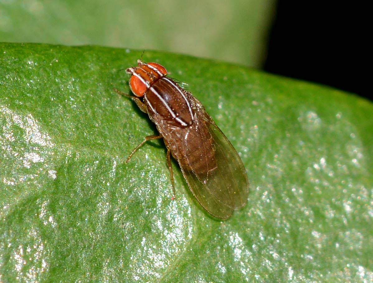 Zaprionus sp.