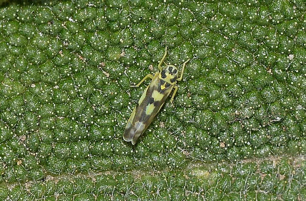 Eupteryx cfr. atropunctata e Eupteryx decemnotata su Salvia