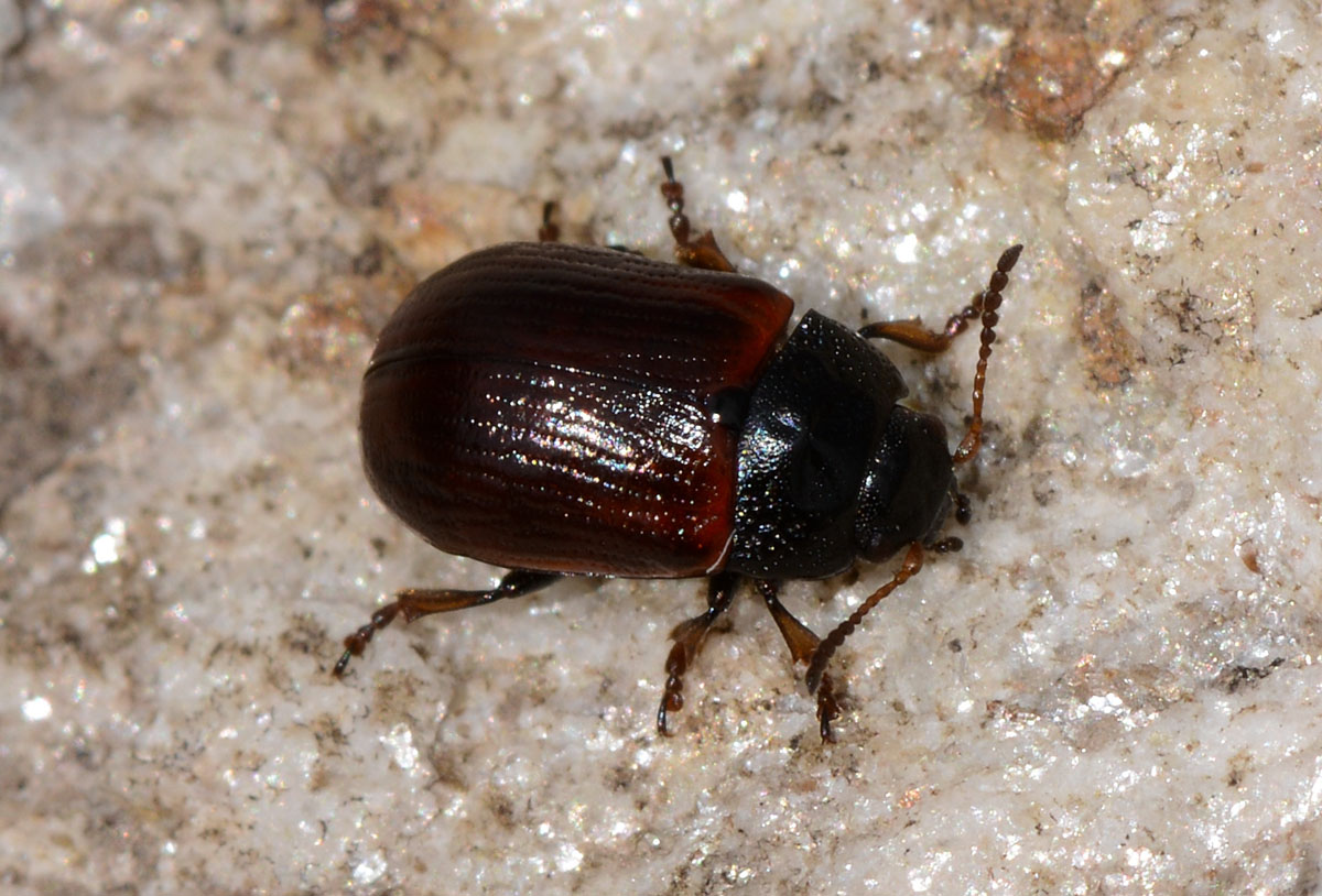 chrysomelidae ? Gonioctena nivosa