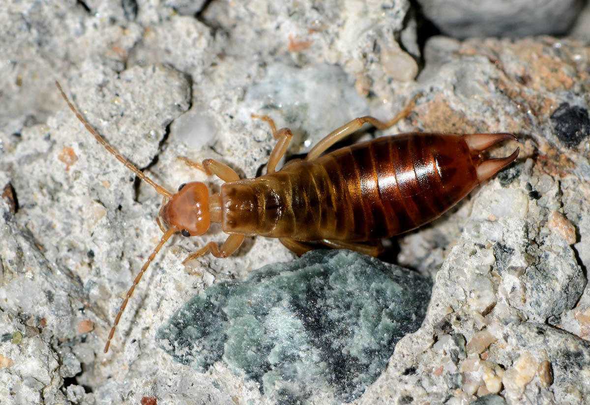 altra forficula: Chelidura sp.