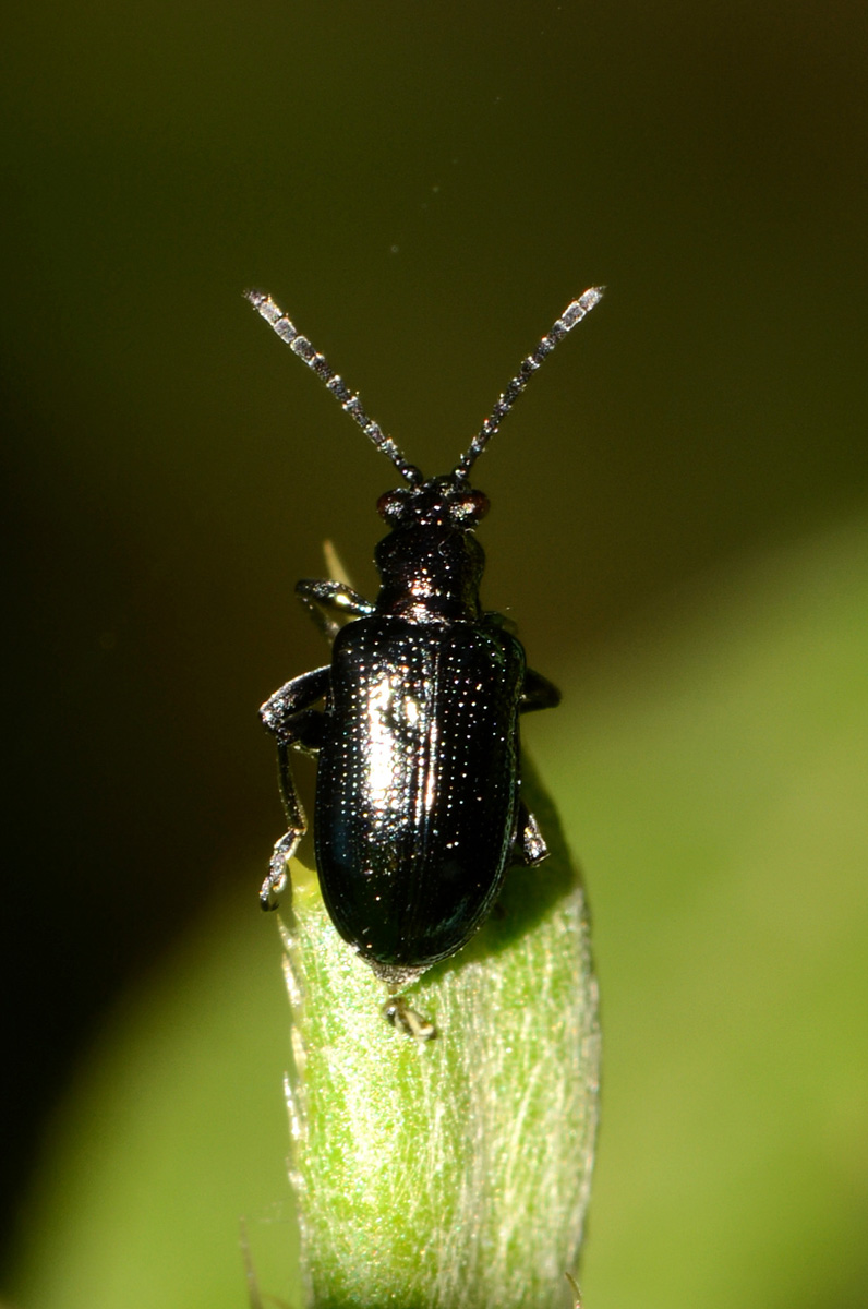 Lema o Oulema ? Lema cyanella, Chrysomelidae