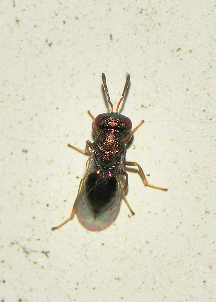 Perilampidae ? No, Pteromalidae