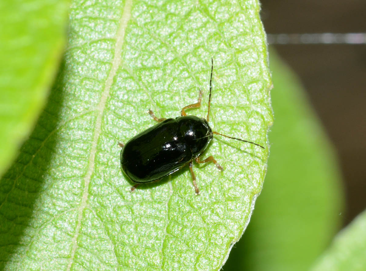 Chrysomelidae nero: Cryptocephalus flavipes (cfr)
