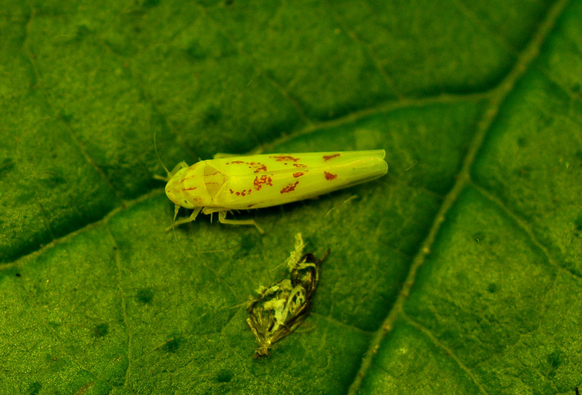 Zygina ... diversa