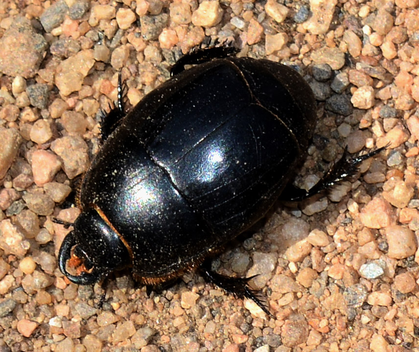 Pactolinus major, Histeridae