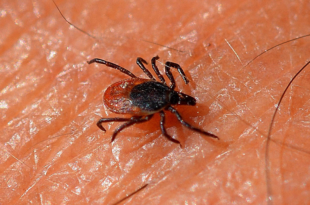 zecca da id.