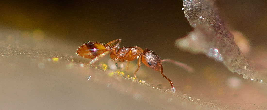 formica rossa: Themnothorax sp.