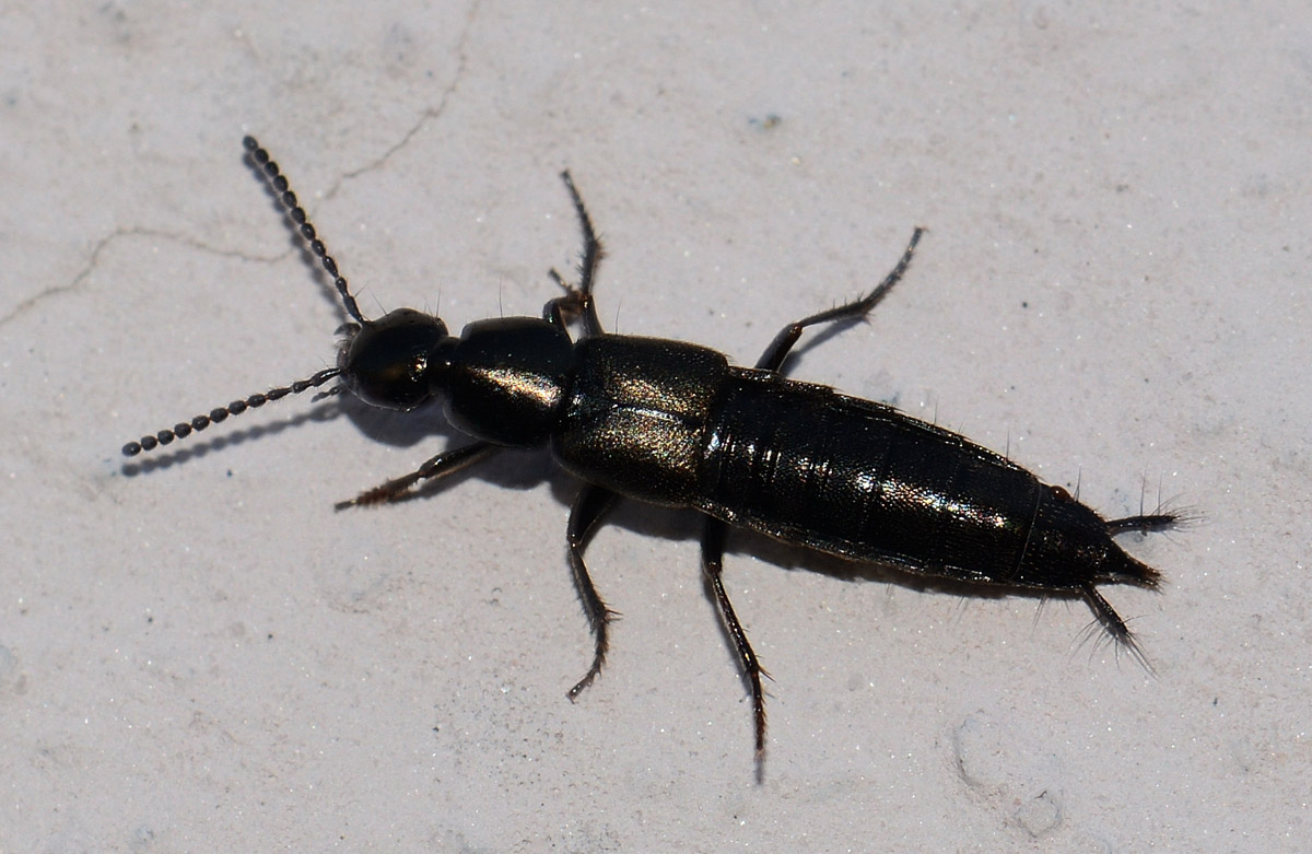 Philonthus sp.,  Staphylinidae