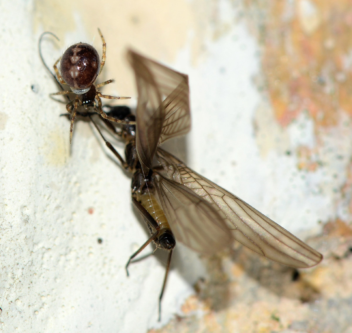 Steatoda bipunctata - Bannio Anzino (Verbania)