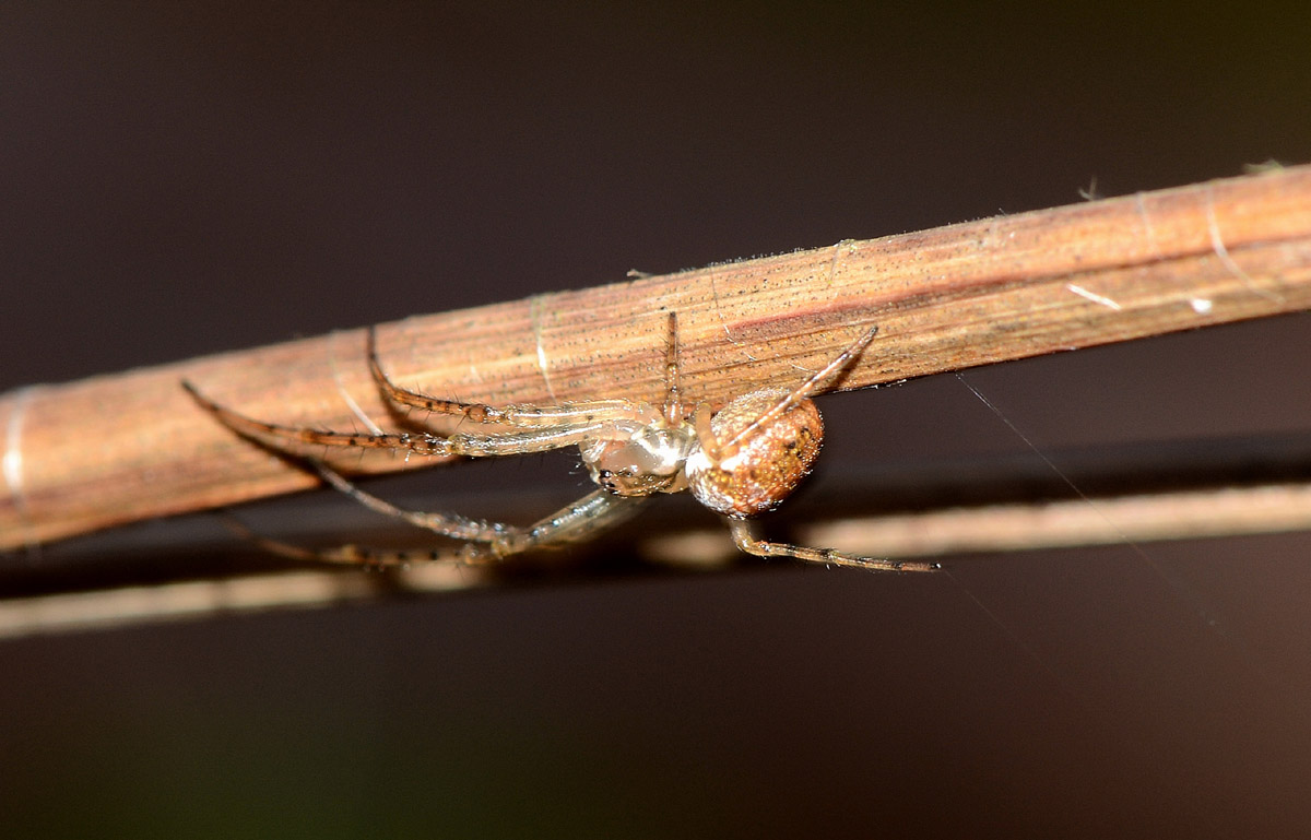 Metellina sp. - Bannio Anzino (VB)