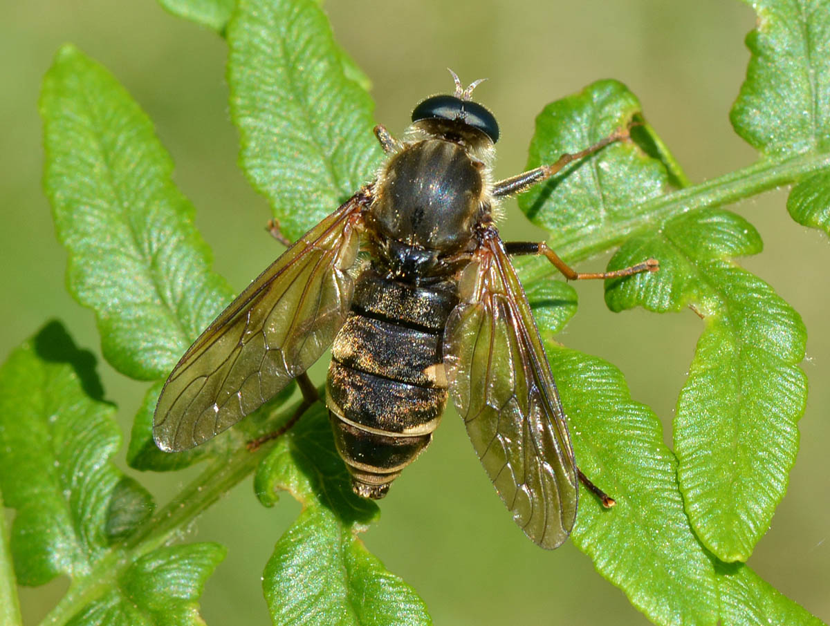 Maschio di Coenomyia ferruginea (Coenomyiidae)