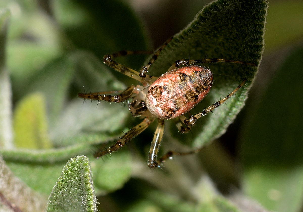 Metellina sp. - Bannio Anzino (VB)