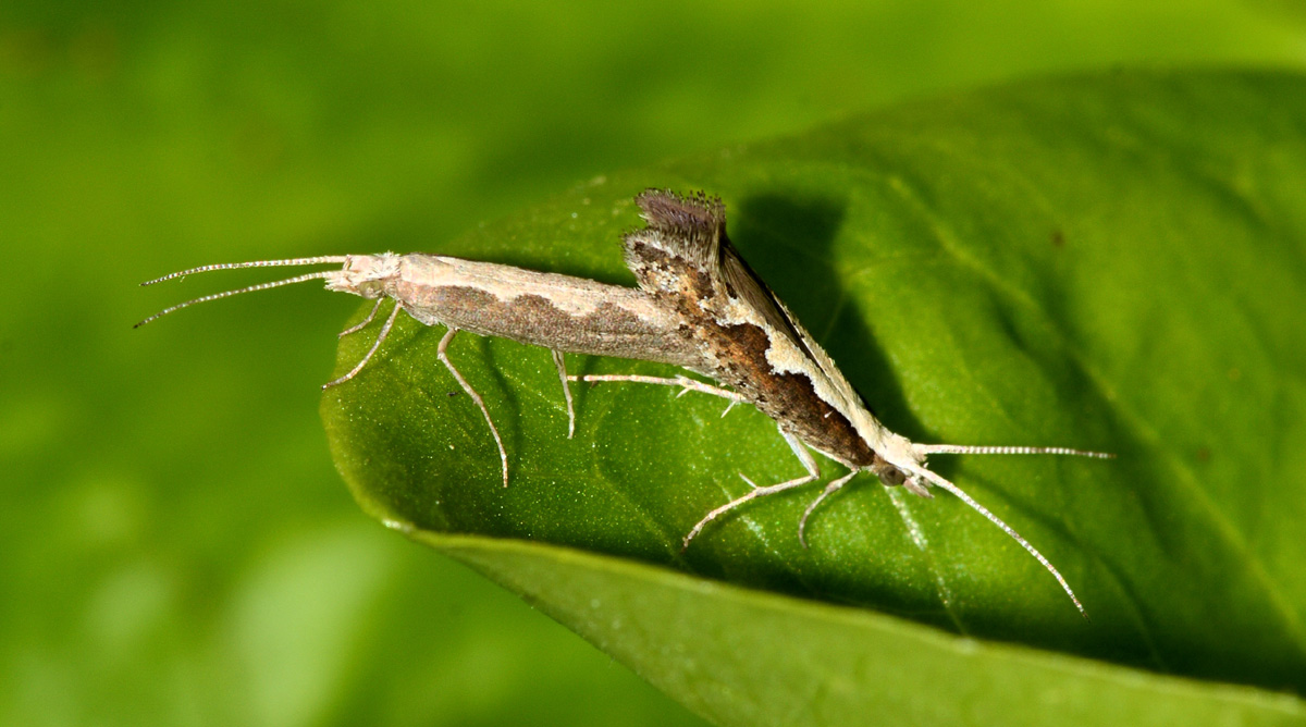 Plutella xylostella