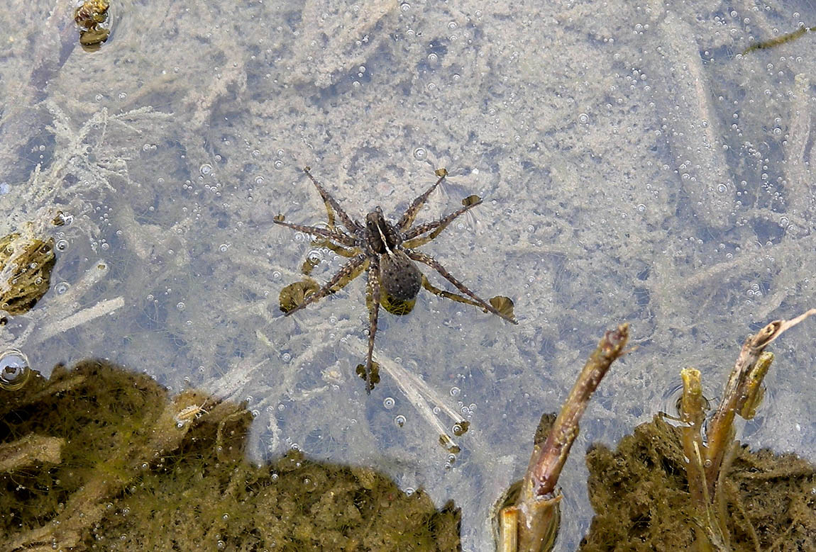 Pardosa sp. - Paullo (MI)
