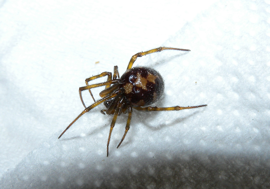Steatoda triangulosa - Bannio Anzino (VB)