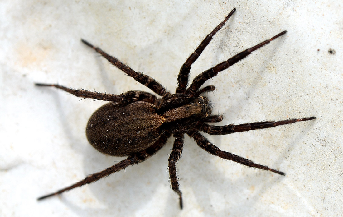 Alopecosa cf. pulverulenta - Spino d''Adda (CR)