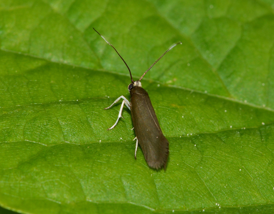 Roeslerstammiidae ? S: Roeslerstammia eklebella