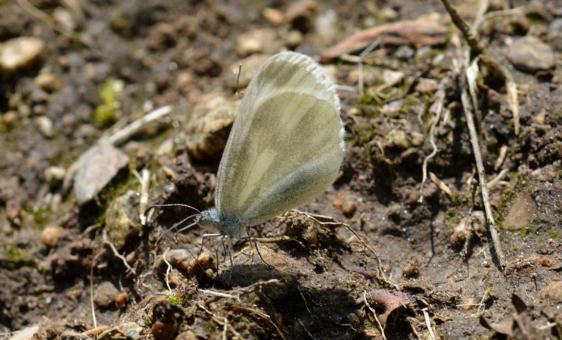 Pieridae sp.?