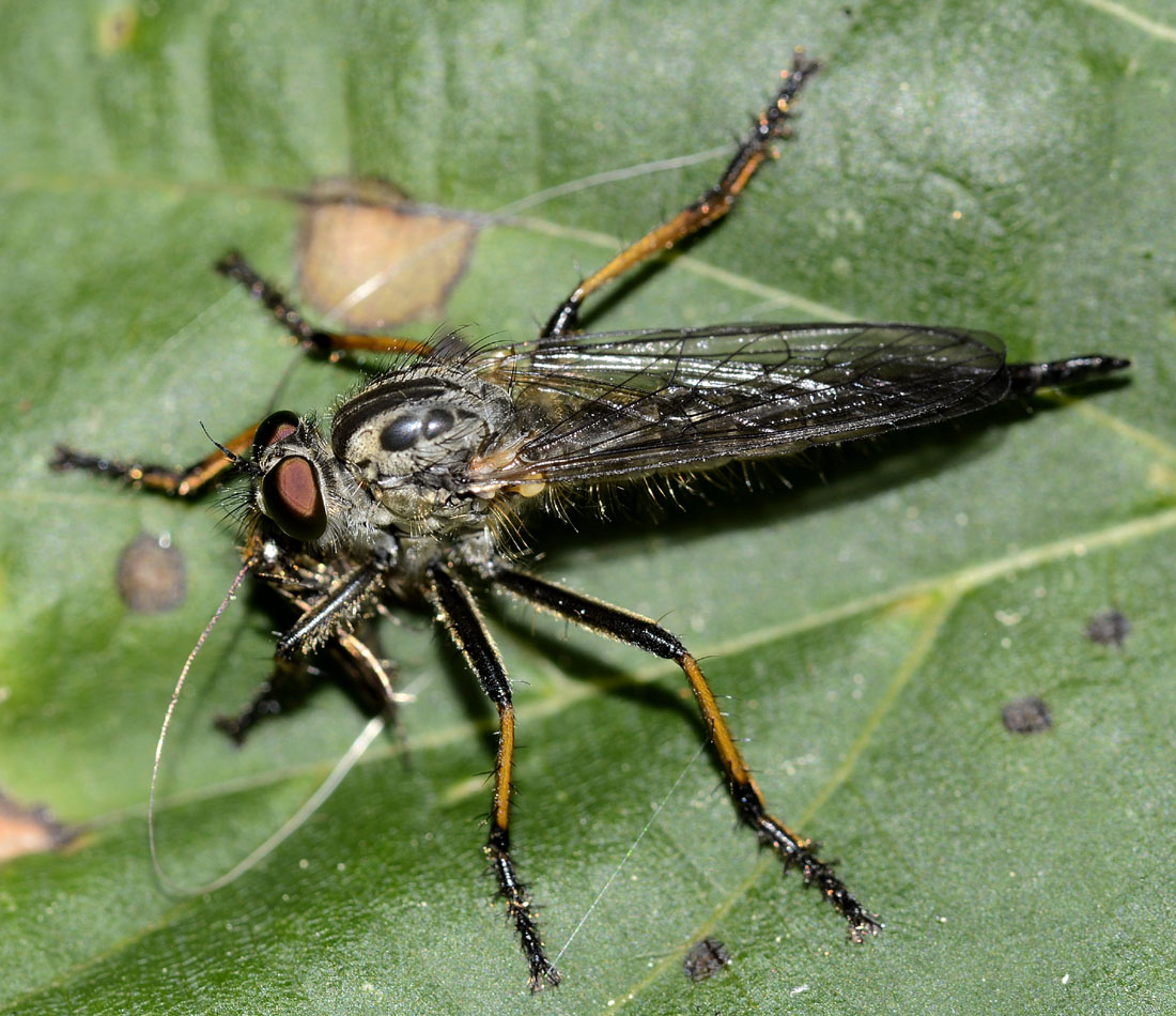 Neoitamus sp. (Asilidae) con preda (Adela australis)