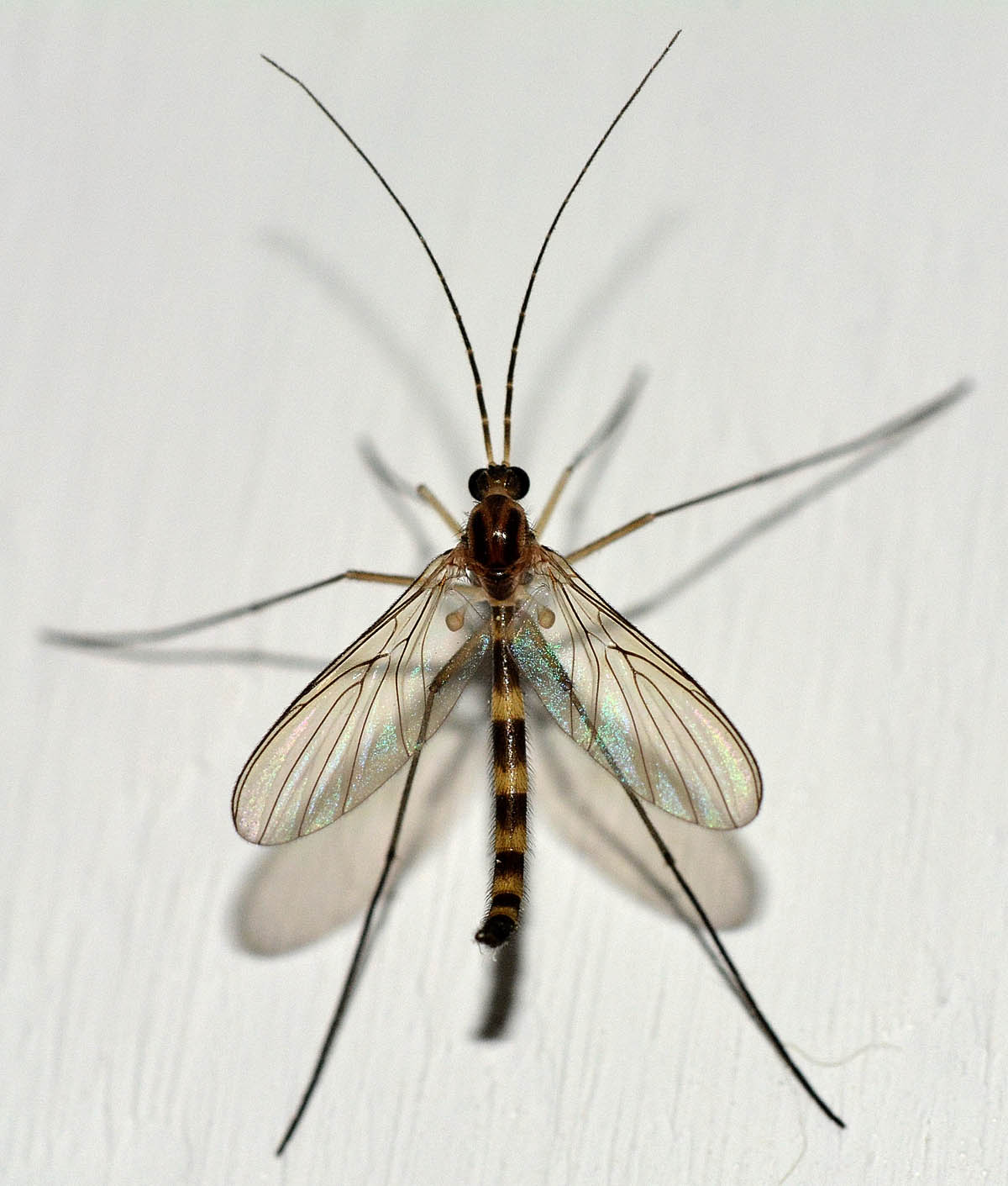 Tipulidae? No. Keroplatidae: Macrocera sp.