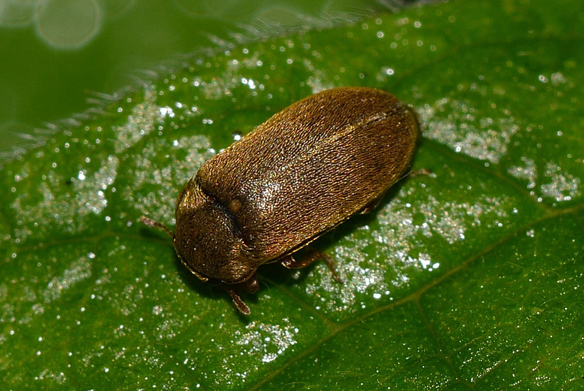 Byturus ochraceus (Byturidae)