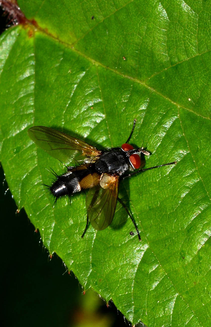 Tachinidae: Thelaira sp.