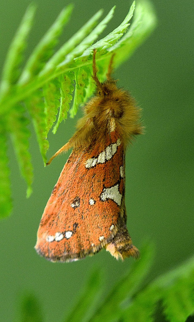 Hepialidae - Phymatopus hecta