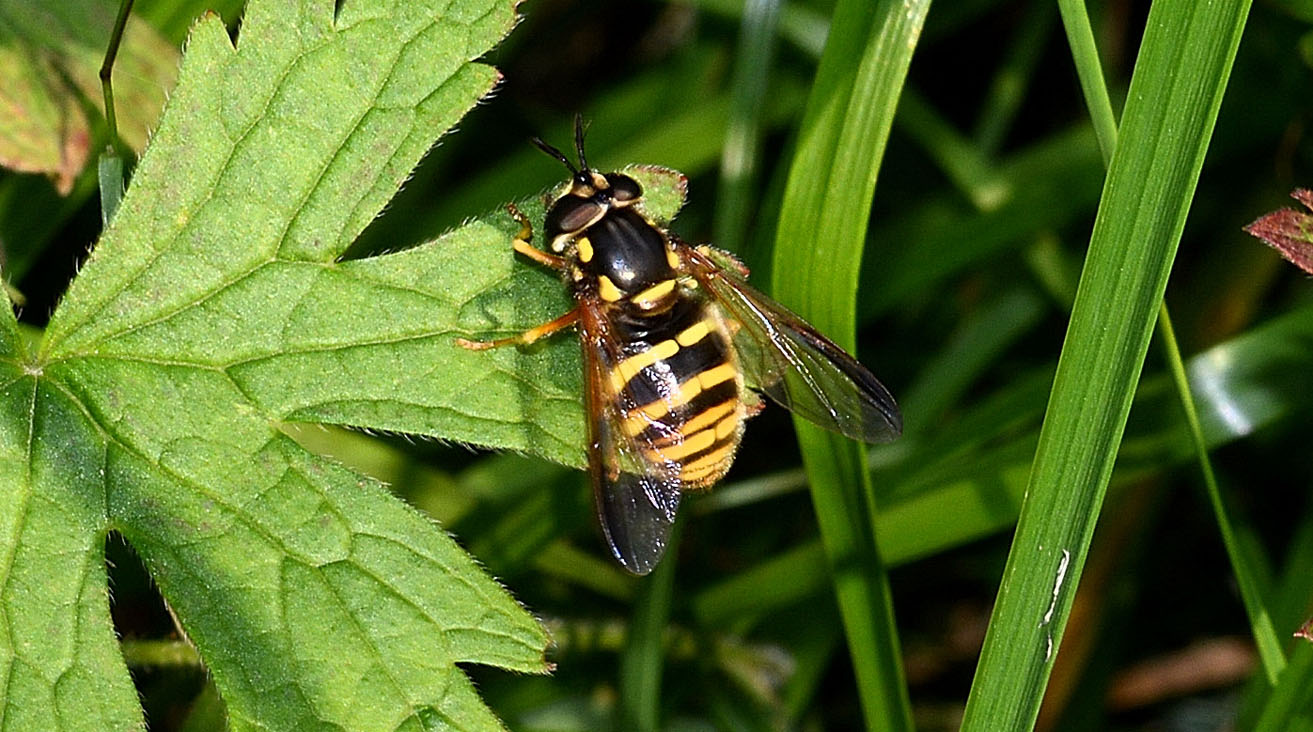 Crysotoxum sp.