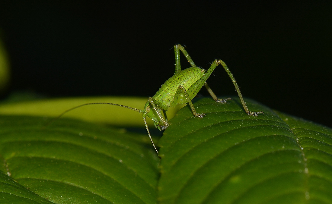 neanide di Tettigonia sp.?