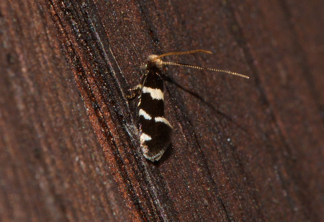 Eudarcia sp. (Meessiidae)