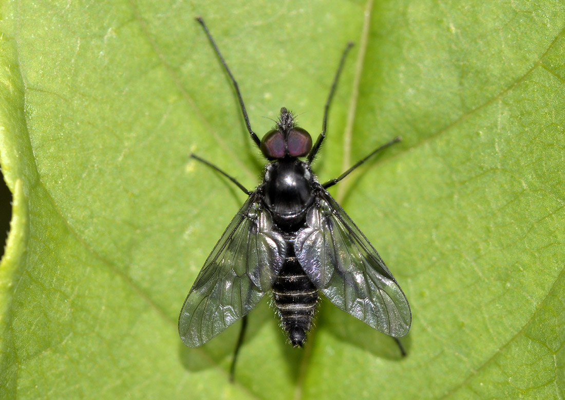 Athericidae ?  S, Ibisia marginata, maschio