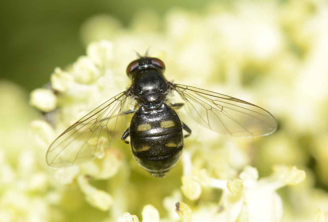 Syrphidae M e F ?