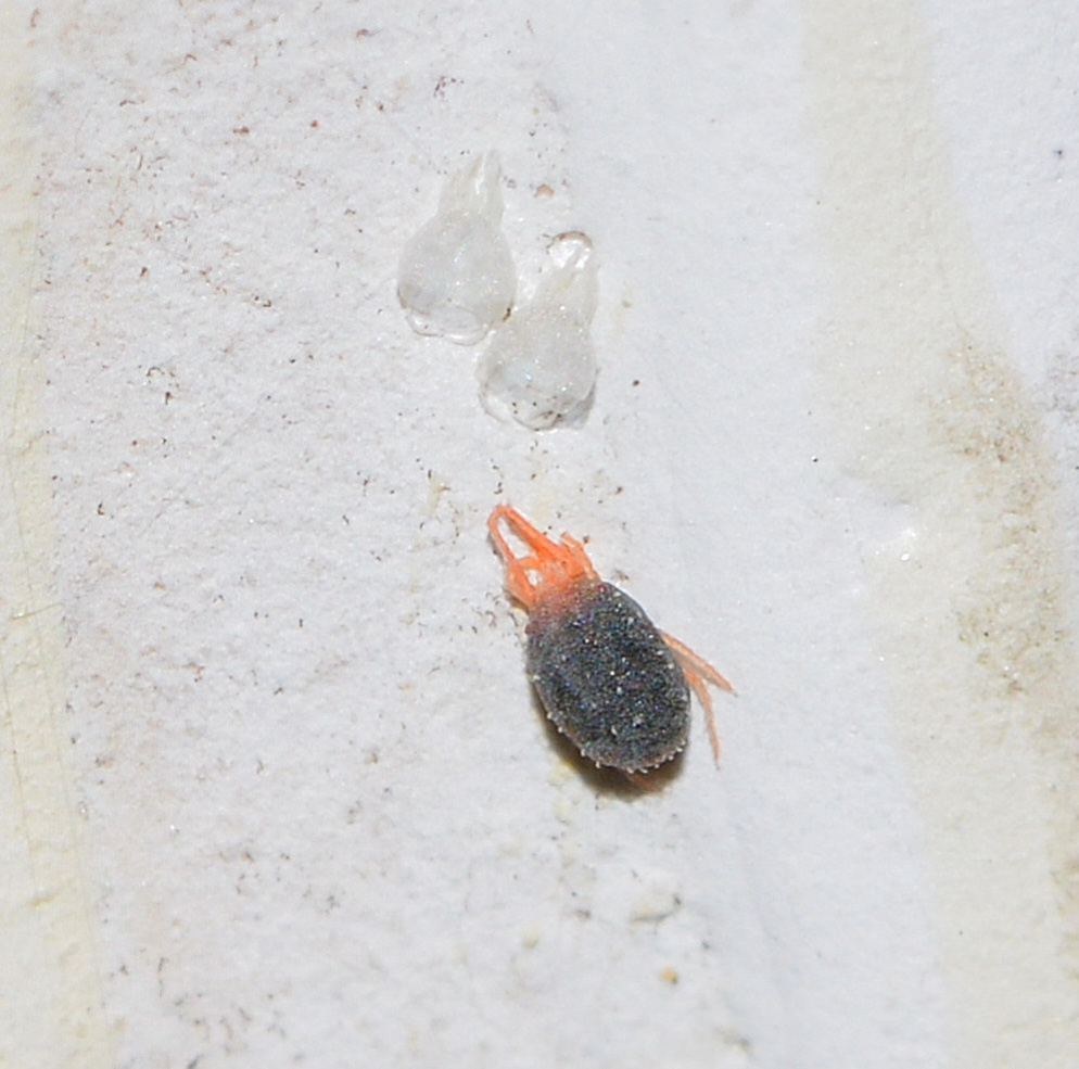 cfr. Tetranychidae