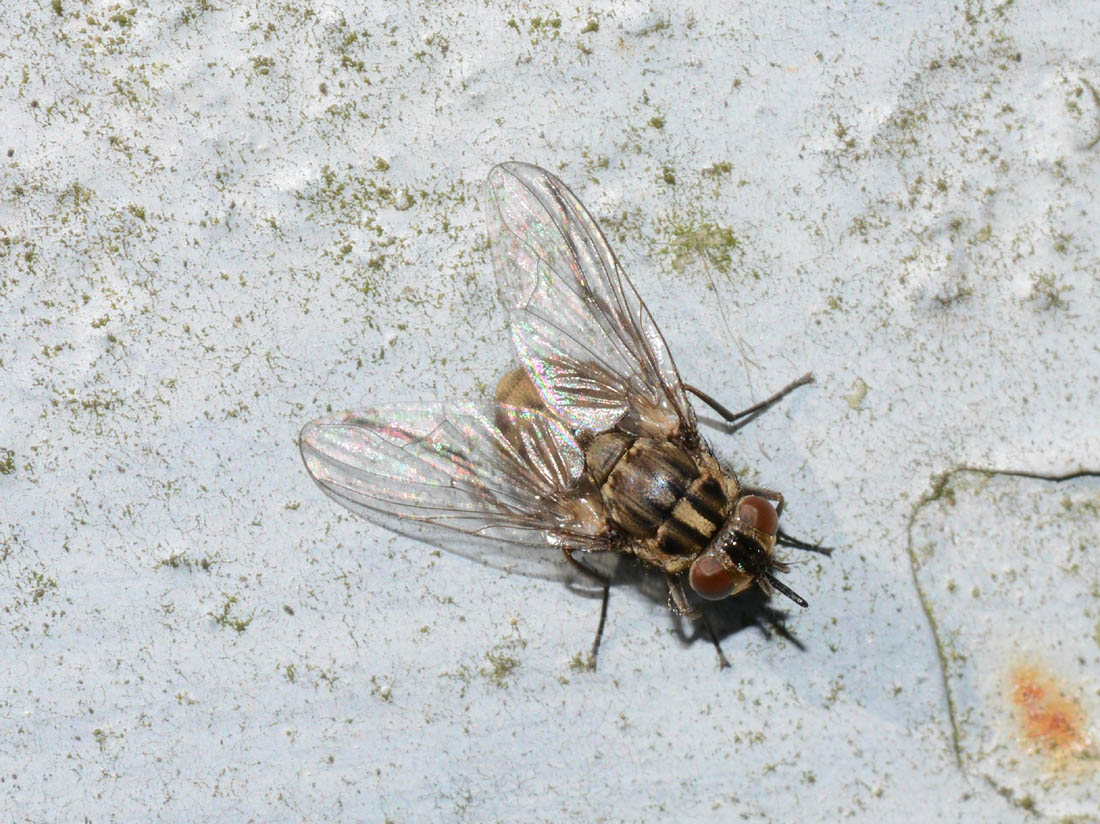 Muscidae