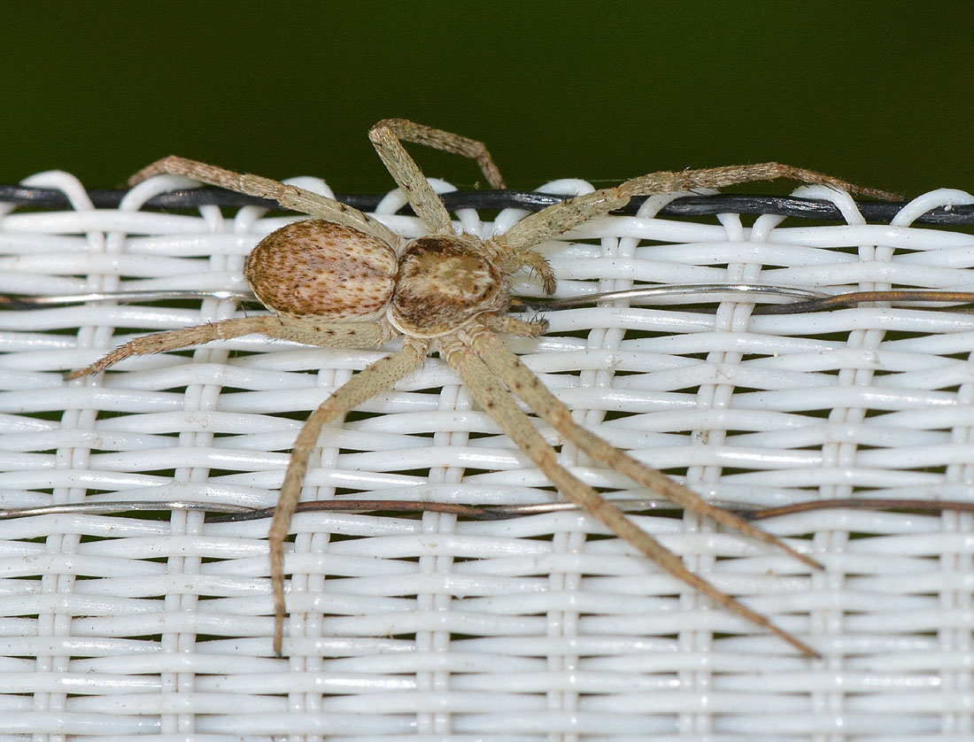 Philodromus cf. dispar - Calasca Castiglione (VB)