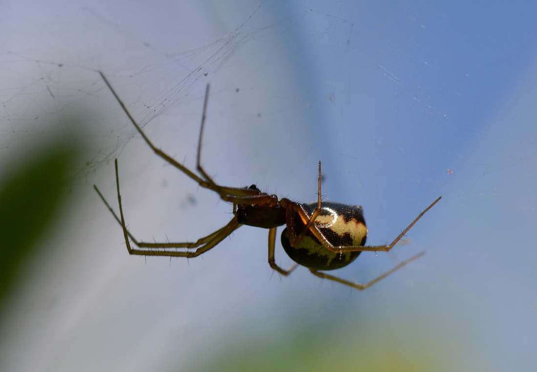 Lynphiidae I