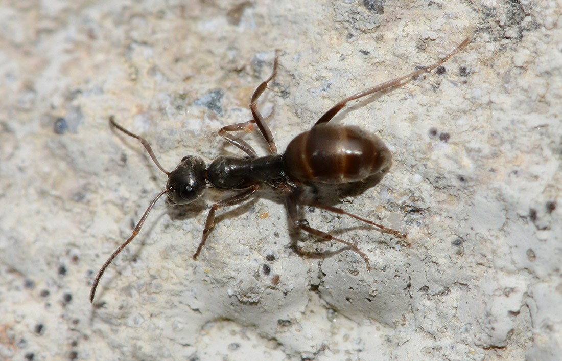 Formica cfr cinerea