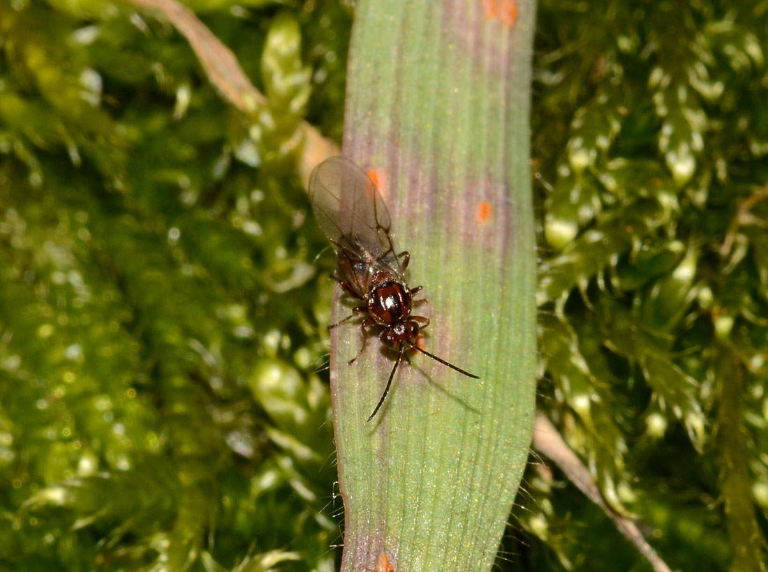 Andricus sp.