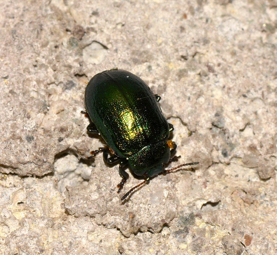 Plagiosterna (= Linaeidea) aenea (Chrysomelidae)