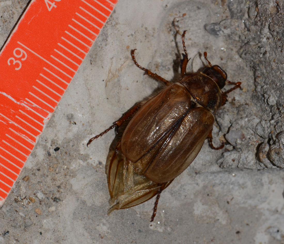 Amphimallon cfr. solstitiale