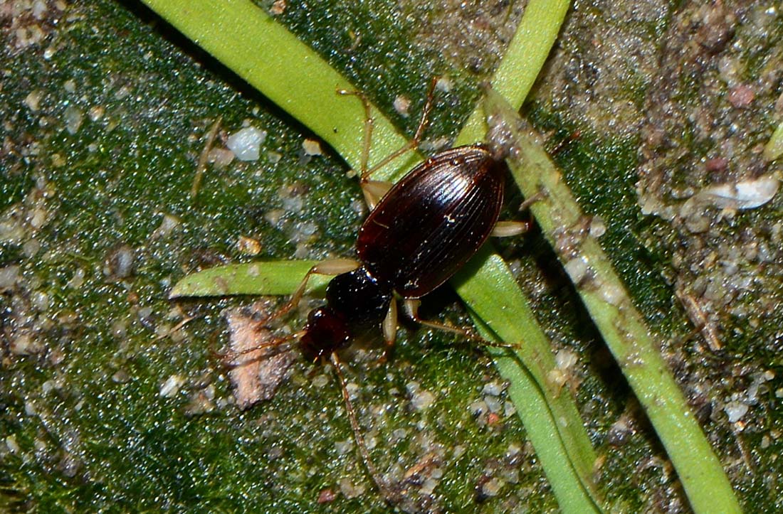 Paranchus albipes