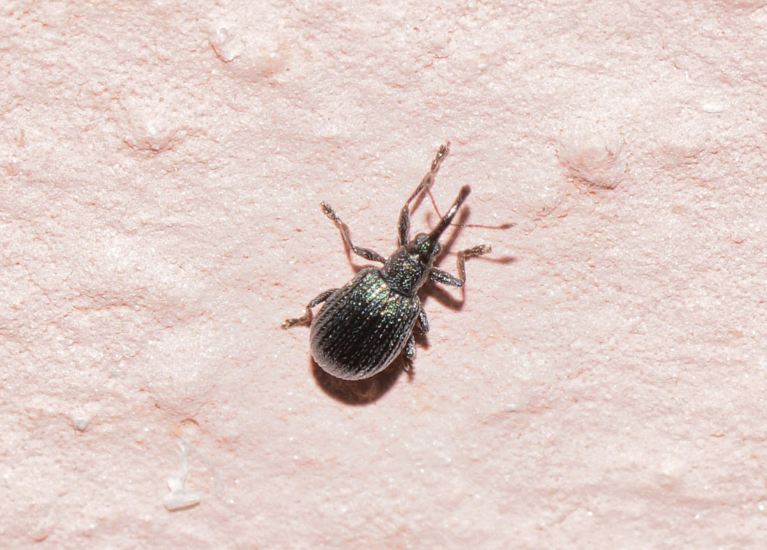 Apionidae da id.
