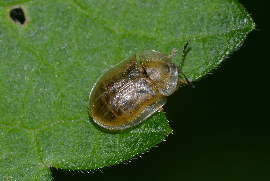 Cassida