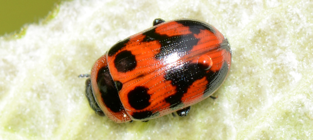 Gonioctena viminalis, Chrysomelidae